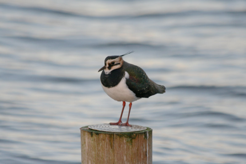 Common Lapwing (Vanellus vanellus) Leidschendam - Vogelplas Starrevaart