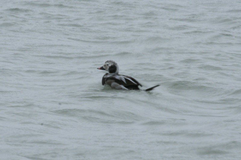 Long-tailed Duck (Clangula hyemalis) Brouwersdam - North Sea.jpg