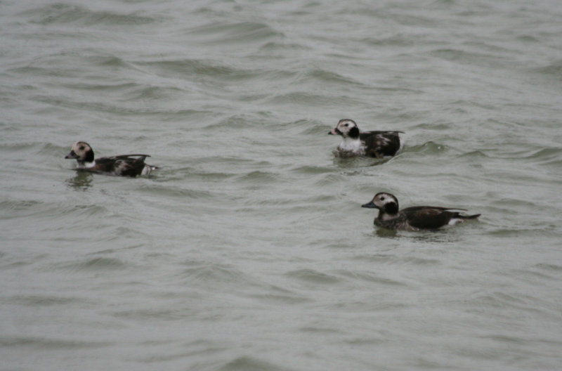Long-tailed Duck (Clangula hyemalis) Brouwersdam - North Sea