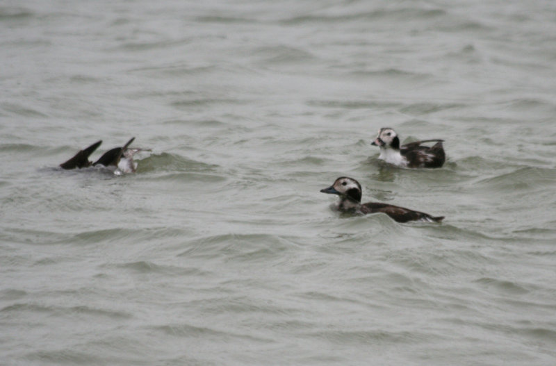 Long-tailed Duck (Clangula hyemalis) Brouwersdam - North Sea.jpg