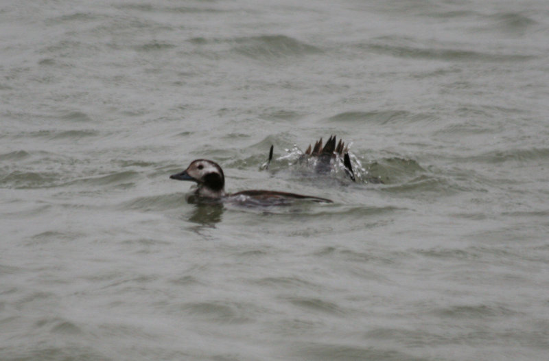 Long-tailed Duck (Clangula hyemalis) Brouwersdam - North Sea.jpg