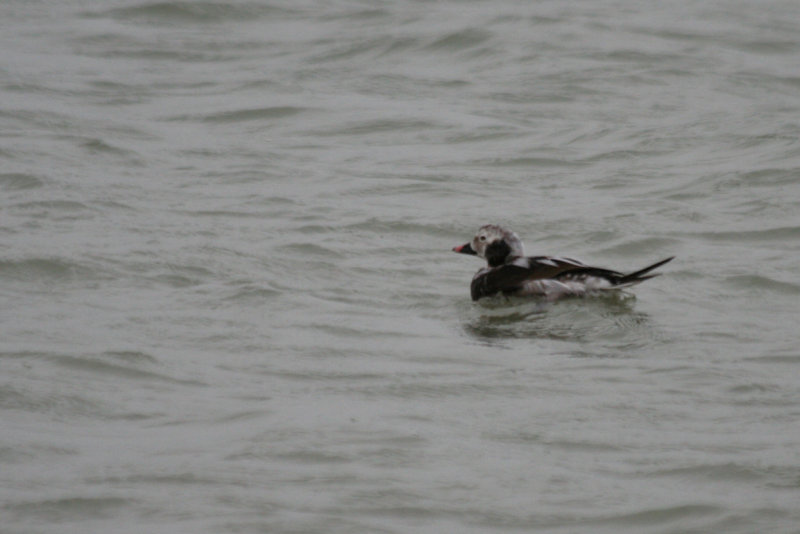 Long-tailed Duck (Clangula hyemalis) Brouwersdam - North Sea