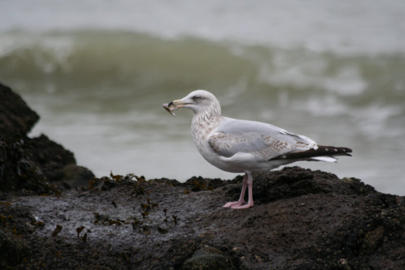 European Herring Gull (Larus argentatus) Brouwersdam