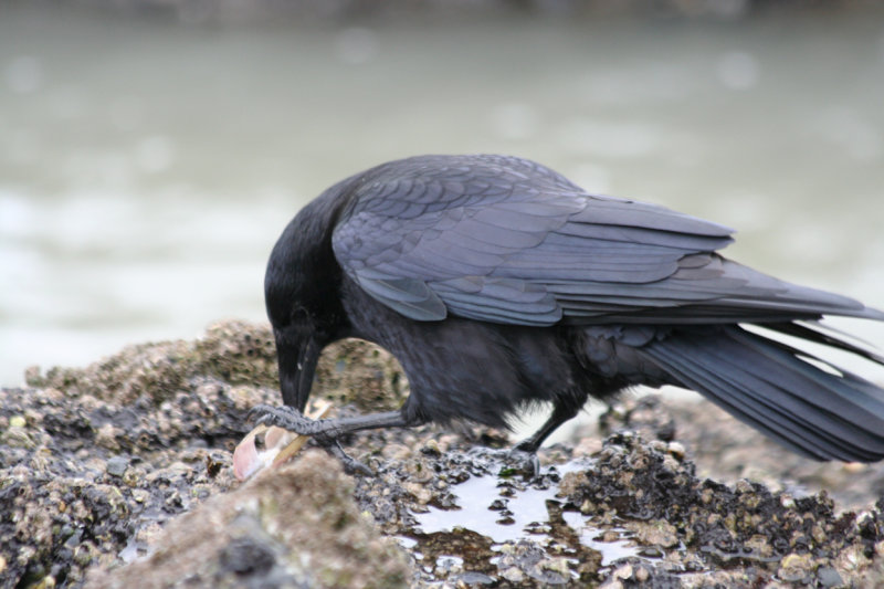 Carrion Crow (Corvus corone) Brouwersdam