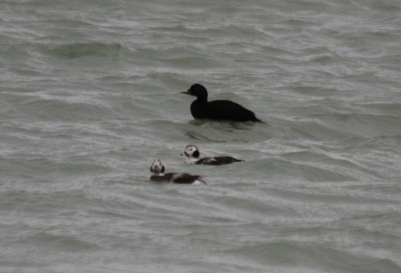 Common Scoter (Melanitta nigra) (adult male) Brouwersdam - North Sea