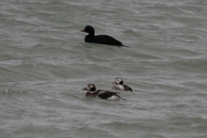 Common Scoter (Melanitta nigra) (adult male) Brouwersdam - North Sea