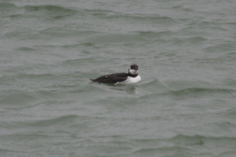 Atlantic Murre (Uria aalge) Brouwersdam - North Sea