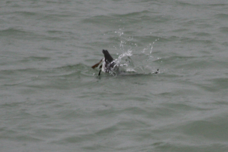 Atlantic Murre (Uria aalge) Brouwersdam - North Sea