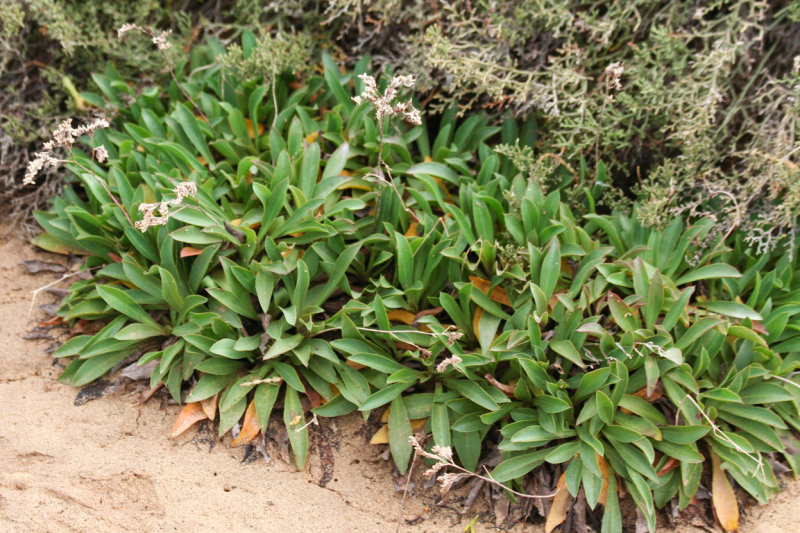 Limonium ovalifolium subsp. canariense, Isla de Lobos - Fuerteventura