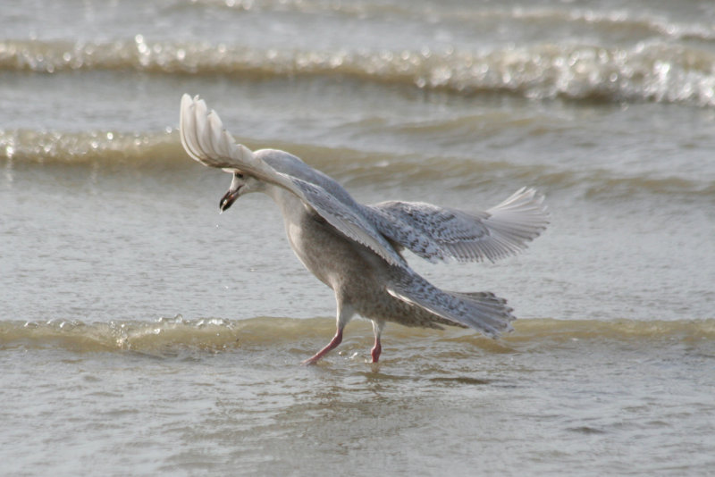 Iceland Gull - Larus glaucoides (second calendar year) IJmuiden - Strand Zuidpier