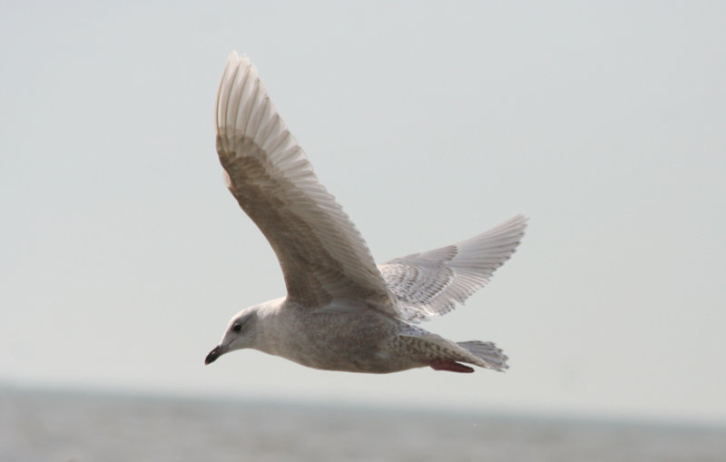 Iceland Gull - Larus glaucoides (second calendar year) IJmuiden - Strand Zuidpier