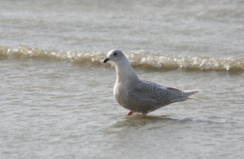 Iceland Gull - Larus glaucoides (second calendar year) IJmuiden - Strand Zuidpier