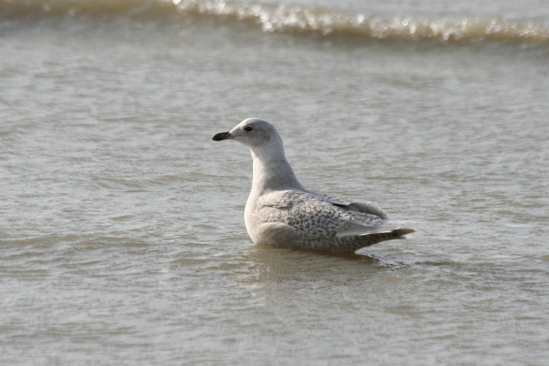 Iceland Gull - Larus glaucoides (second calendar year) IJmuiden - Strand Zuidpier