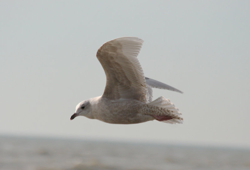 Iceland Gull - Larus glaucoides (second calendar year) IJmuiden - Strand Zuidpier