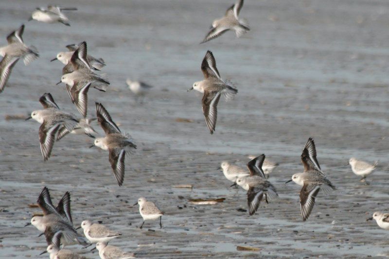 Sanderling (Calidris alba) IJmuiden - Strand Zuidpier