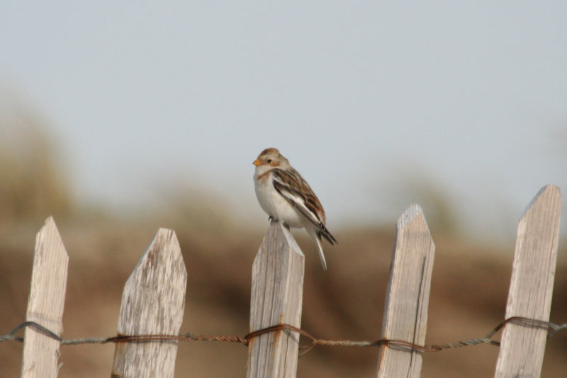 Snow Bunting (Plectrophenax nivalis) IJmuiden - Strand Zuidpier