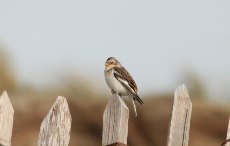 Snow Bunting (Plectrophenax nivalis) IJmuiden - Strand Zuidpier