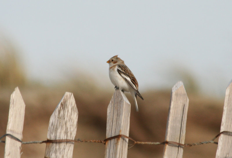 Snow Bunting (Plectrophenax nivalis) IJmuiden - Strand Zuidpier