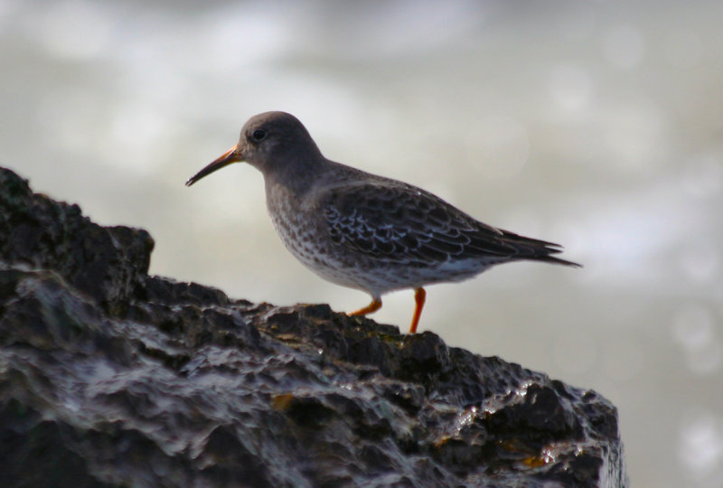  Purple Sandpiper (Calidris maritima) IJmuiden - Zuidpier