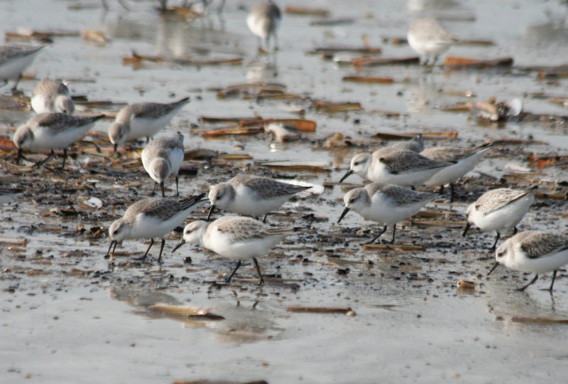 Sanderling (Calidris alba) IJmuiden - Strand Zuidpier