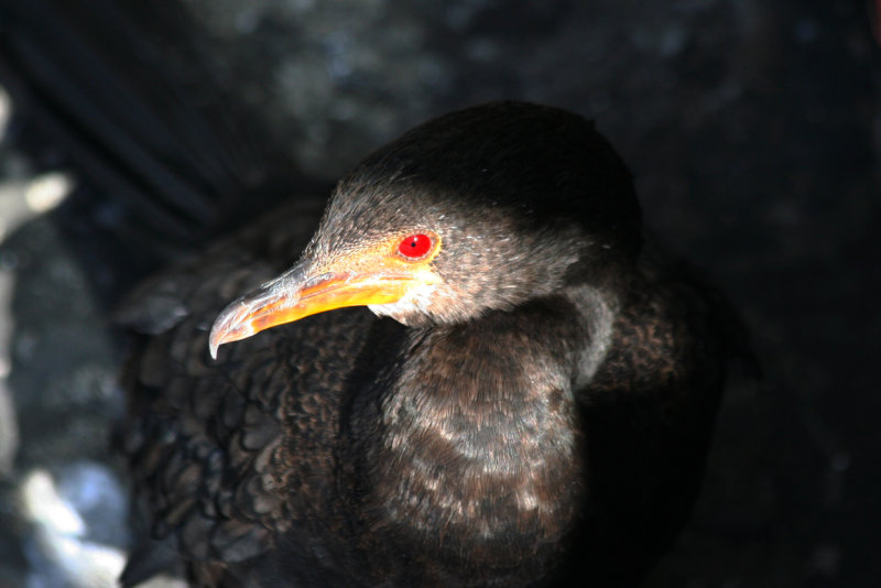 Crowned Cormorant (Microcarbo coronatus) Cape Town, Waterfront