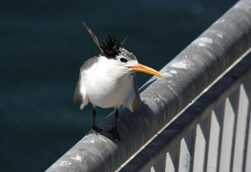 Greater Crested Tern (Thalasseus bergii) South Africa - Cape Town