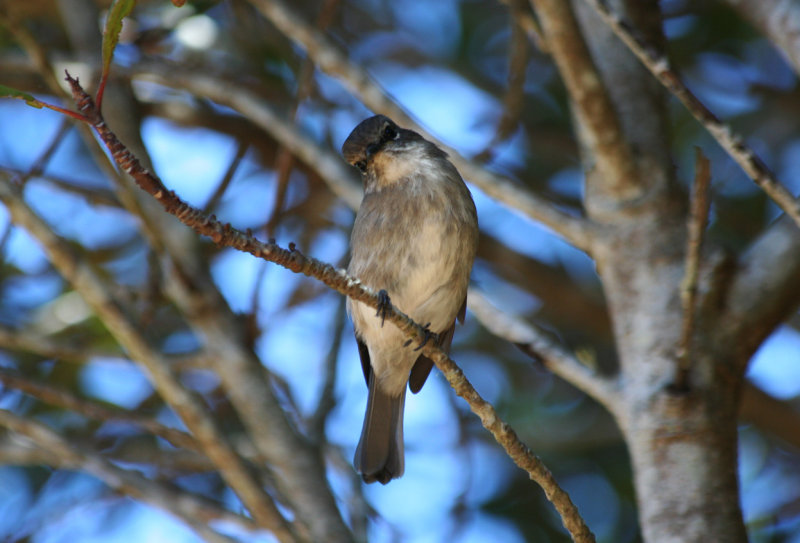 African Dusky Flycather or Dusky Alseonax (Muscicapa adusta) South Africa - Cape Town - Table Mountain NP.