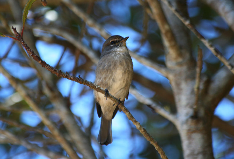 African Dusky Flycather or Dusky Alseonax (Muscicapa adusta) South Africa - Cape Town - Table Mountain NP