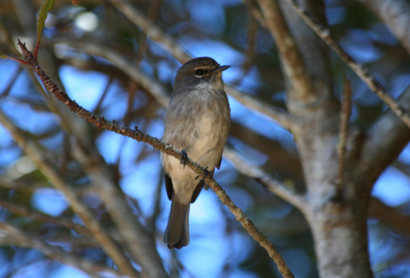 African Dusky Flycather (Muscicapa adusta) South Africa - Cape Town - Table Mountain NP
