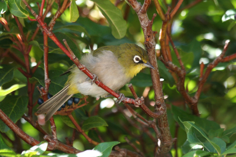 Cape White-eye (Zosterops capensis) South Africa, Cape Town, Groot Constantia