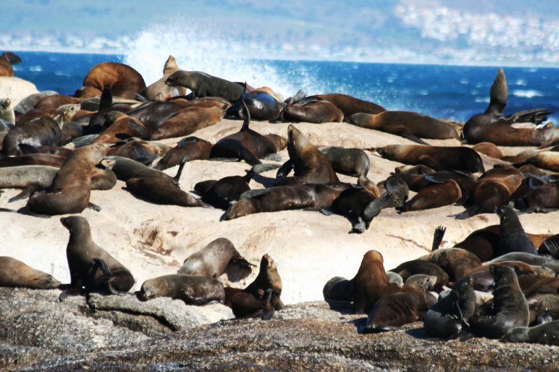 South African Fur Seal colony (Arctocephalus pusillus pusillus) South Africa, Cape Town, Duiker Island
