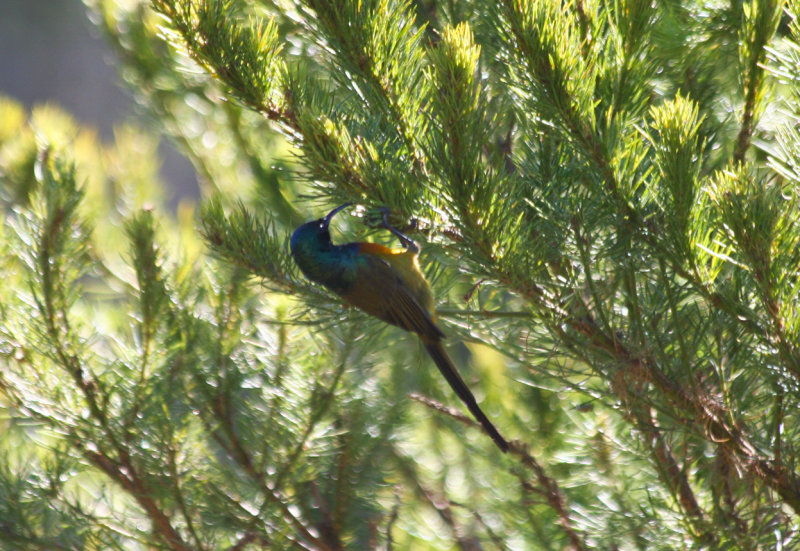 Orange-breasted Sunbird (Anthobaphes violacea) South Africa - Cape Town - Kirstenbosch Botanical Gardens
