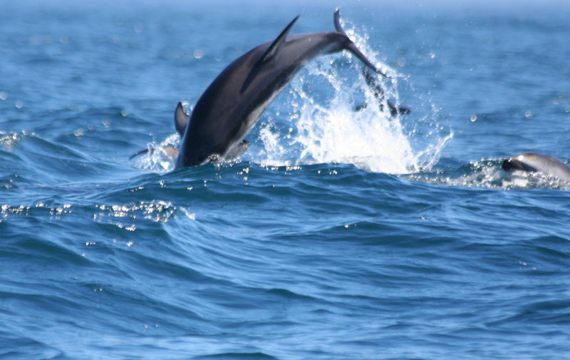 Dusky Dolphin (Lagenorhynchus obscurus)