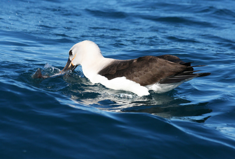 Atlantic Yellow-Nosed Albatross (Thalassarche chlororhynchos) Cape Town Pelagic