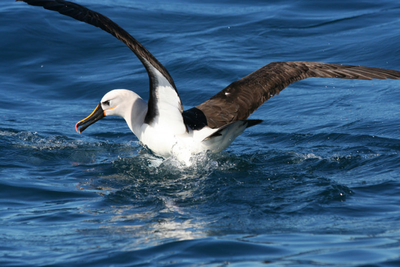 Atlantic Yellow-Nosed Albatross (Thalassarche chlororhynchos) Cape Town Pelagic