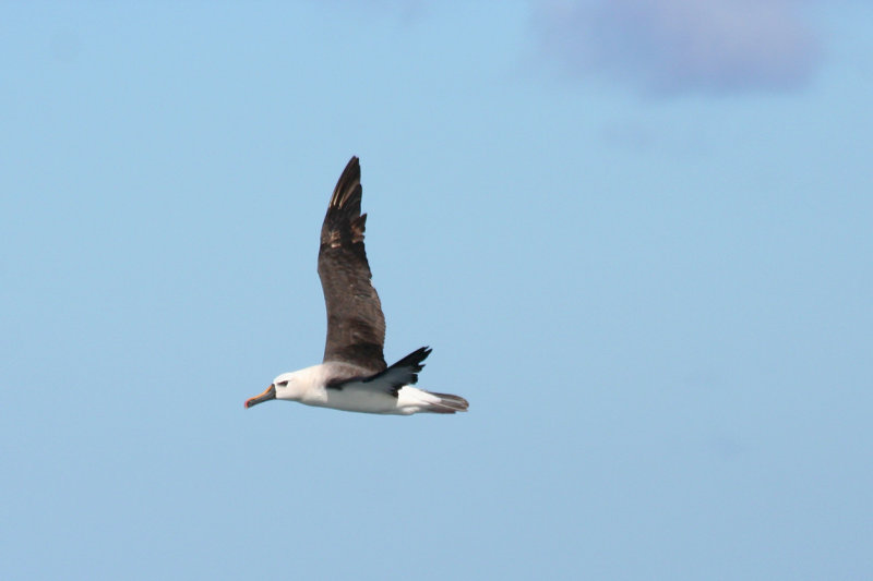 Atlantic Yellow-Nosed Albatross (Thalassarche chlororhynchos) Cape Town Pelagic