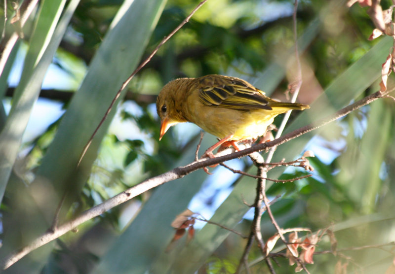 Cape Weaver (Ploceus capensis) Cape Town