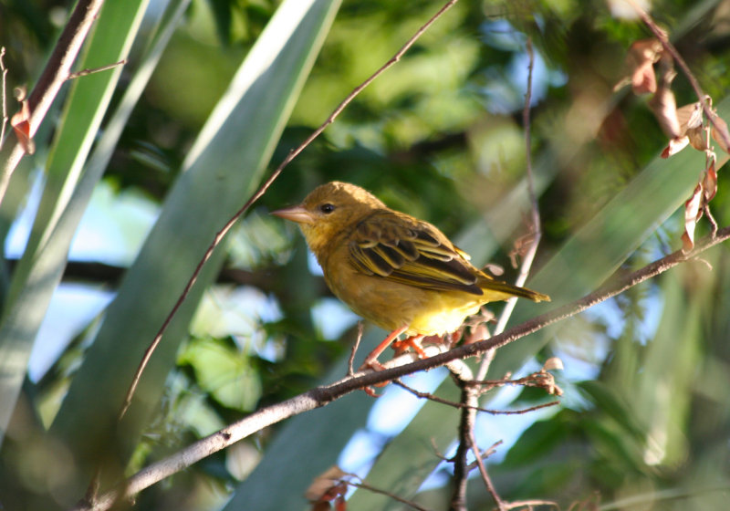 Cape Weaver (Ploceus capensis) Cape Town