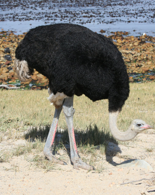 Common Ostrich (Struthio camelus) Cape Point - Table Mountain NP