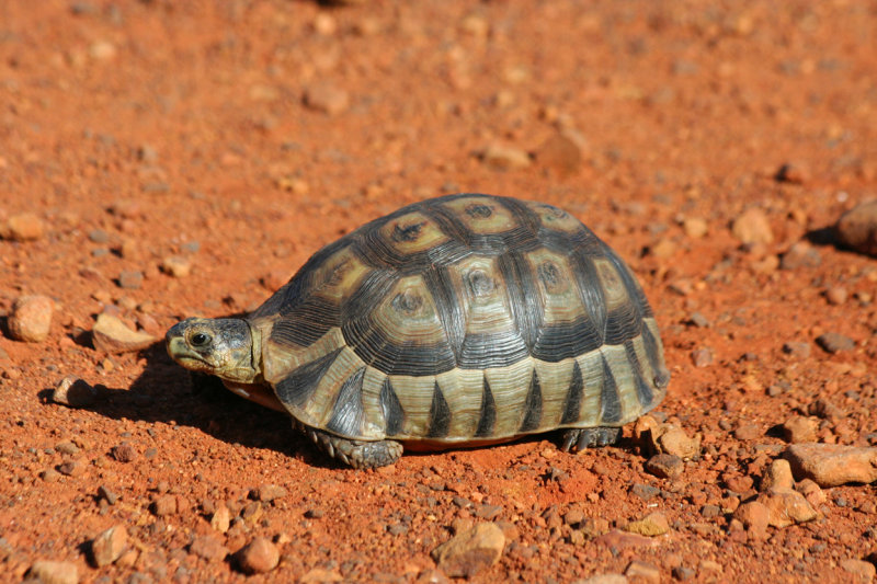 South African Bowsprit Tortoise (Chersina angulata) Cape Point - Table Mountain NP