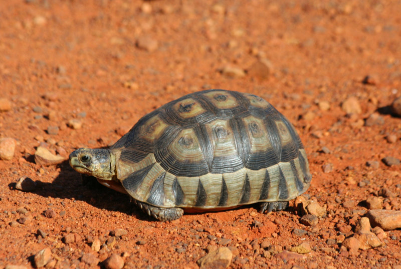 South African Bowsprit Tortoise (Chersina angulata) Cape Point - Table Mountain NP