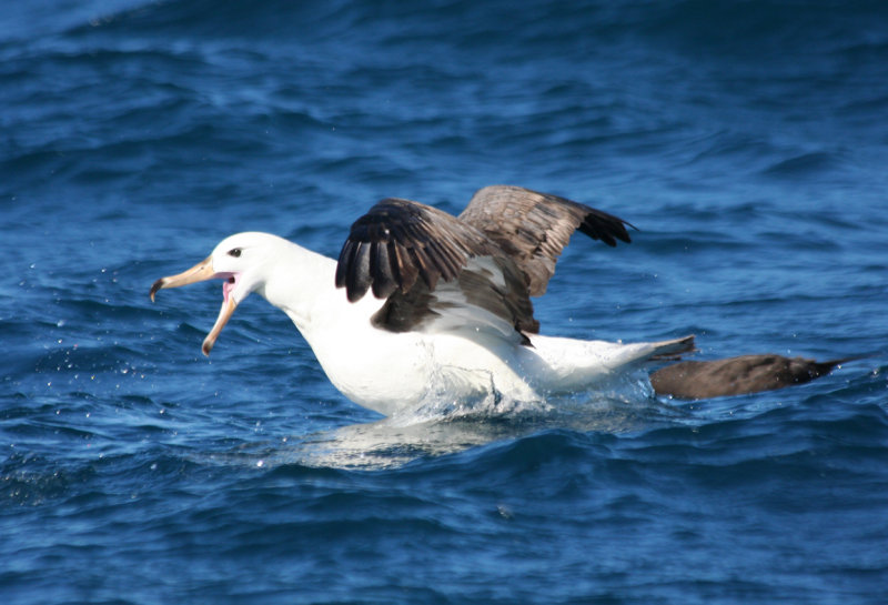 Black-Browed Albatross (Thalassarche melanophris) immature - Cape Town Pelagic