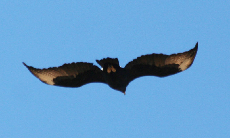 Verraux's Eagle (Aquila verreauxii) Western Cape near Langebaan