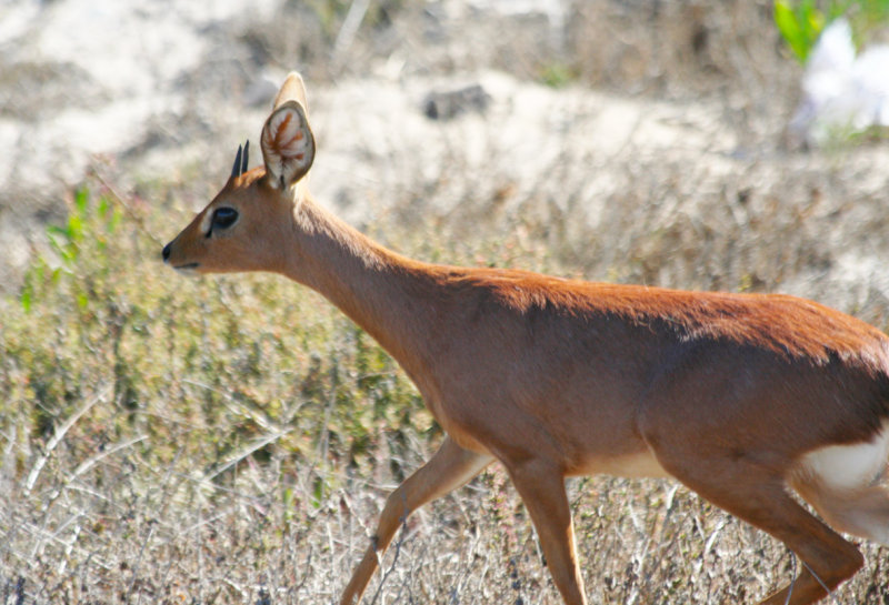 South African Steenbok (Raphicerus campestris campestris) Western Cape