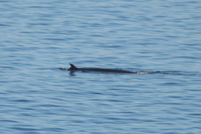 Bryde's Whale (Balaenoptera edeni brydei) False Bay, Western Cape