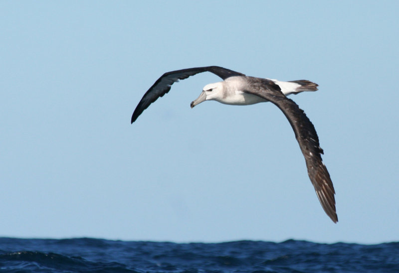 Shy Albatross (Thalassarche cauta) Cape Town Pelagic