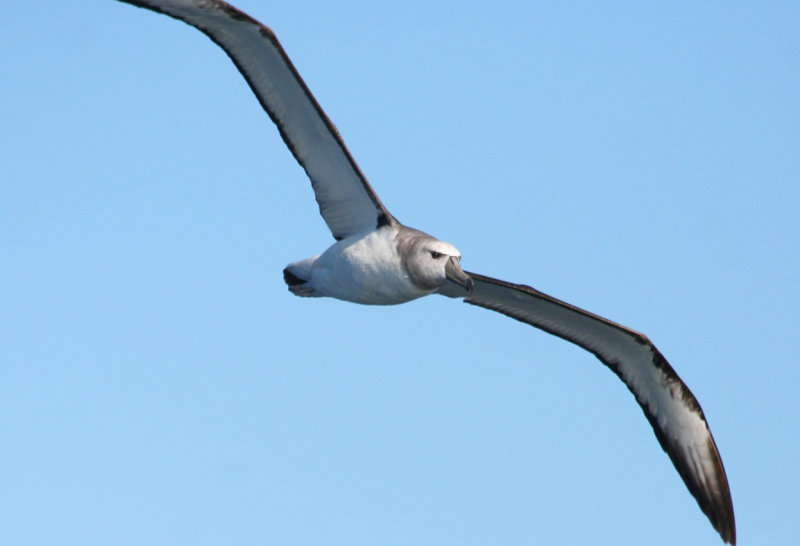 Shy Albatross (Thalassarche cauta) Cape Town Pelagic