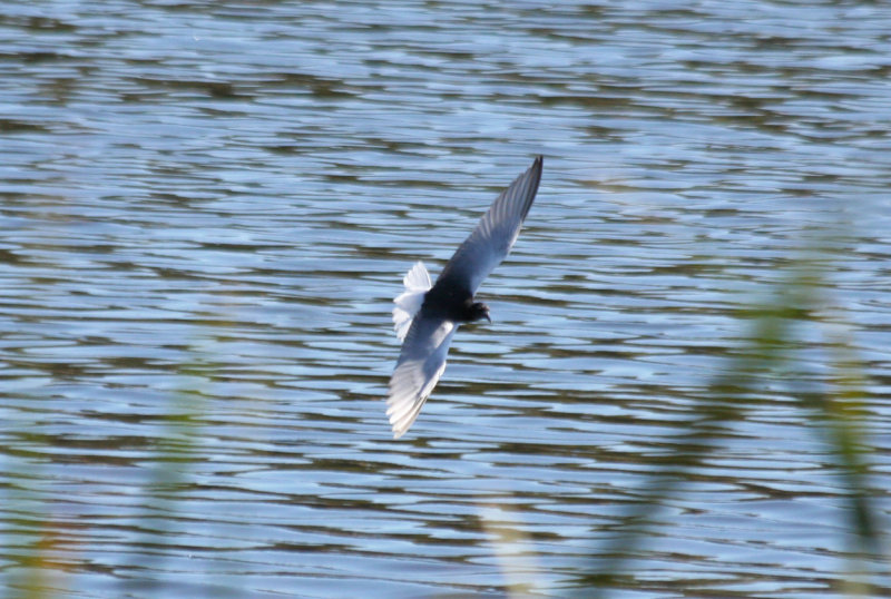 White-winged Tern (Chlidonias leucopterus) Paarl Bird Reserve, Western Cape, South Africa