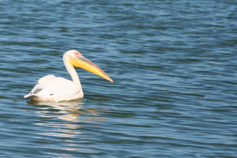 Great White Pelican (Pelecanus onocrotalus) South Africa - Cape Town - Strandfontein Sewage Works