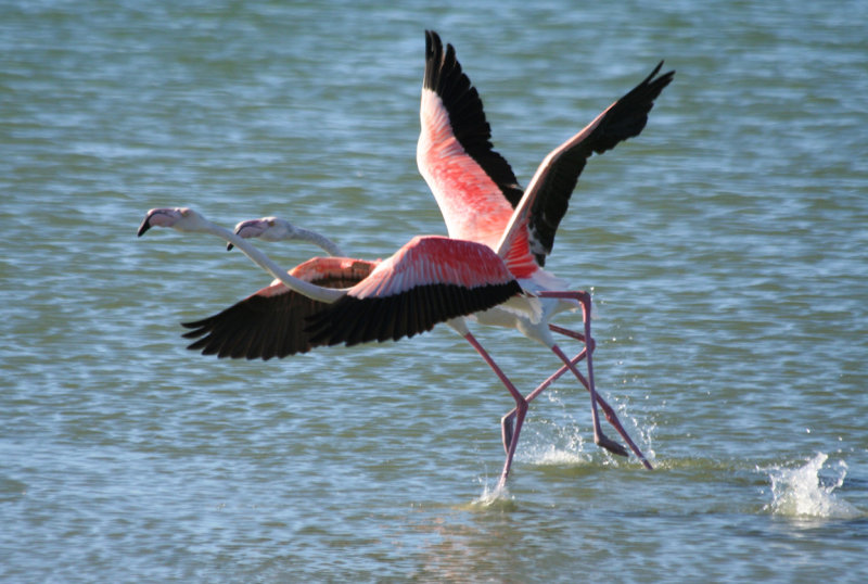 Greater Flamingo (Phoenicopterus roseus) South Africa - Cape Town - Strandfontein Sewage Works 